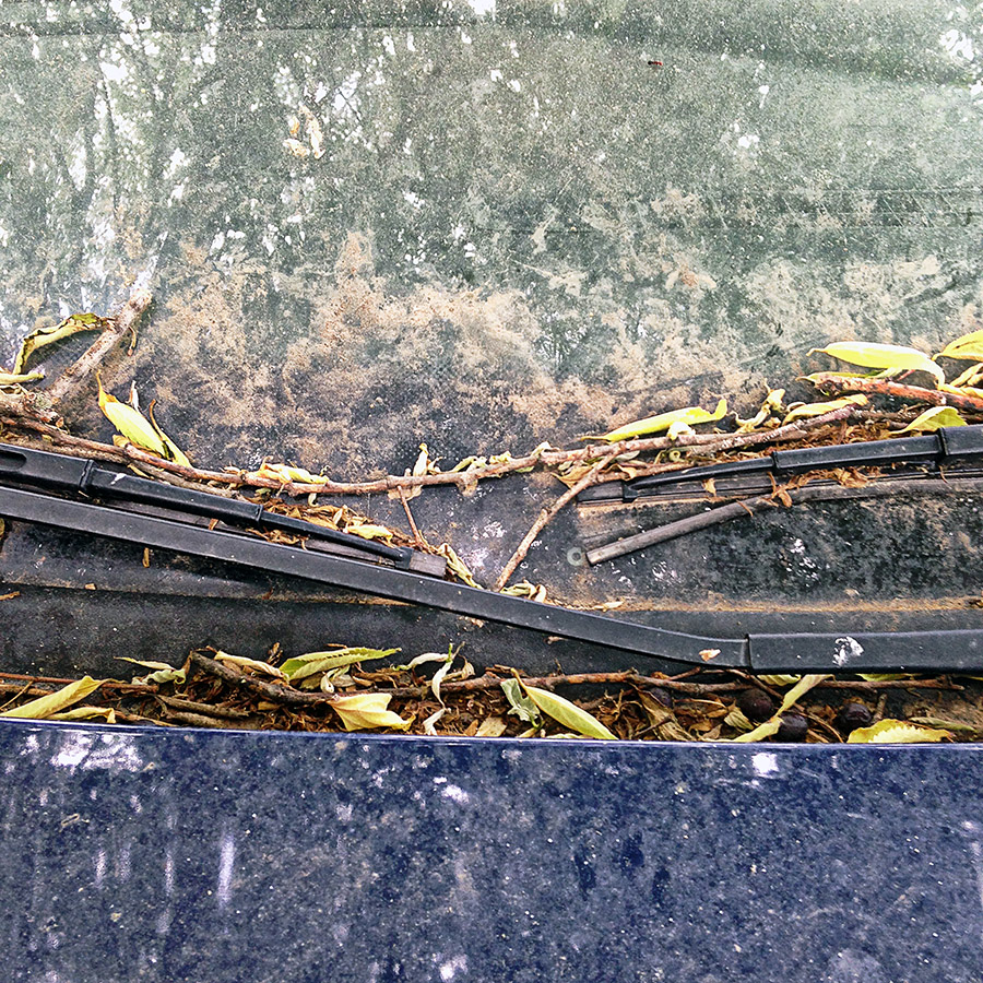  et derrière, la forêt 