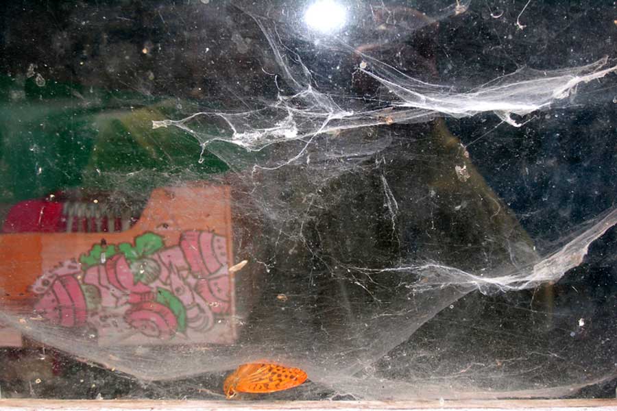  Arantèle au papier rose 