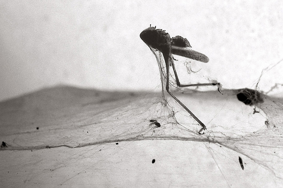  Hommage à Hieronymus Bosch 