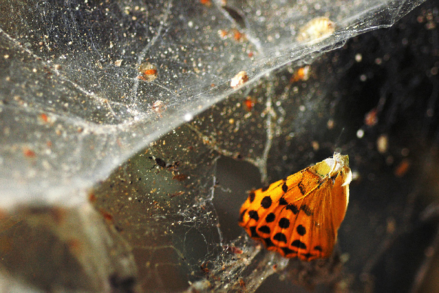  Composition orange II 