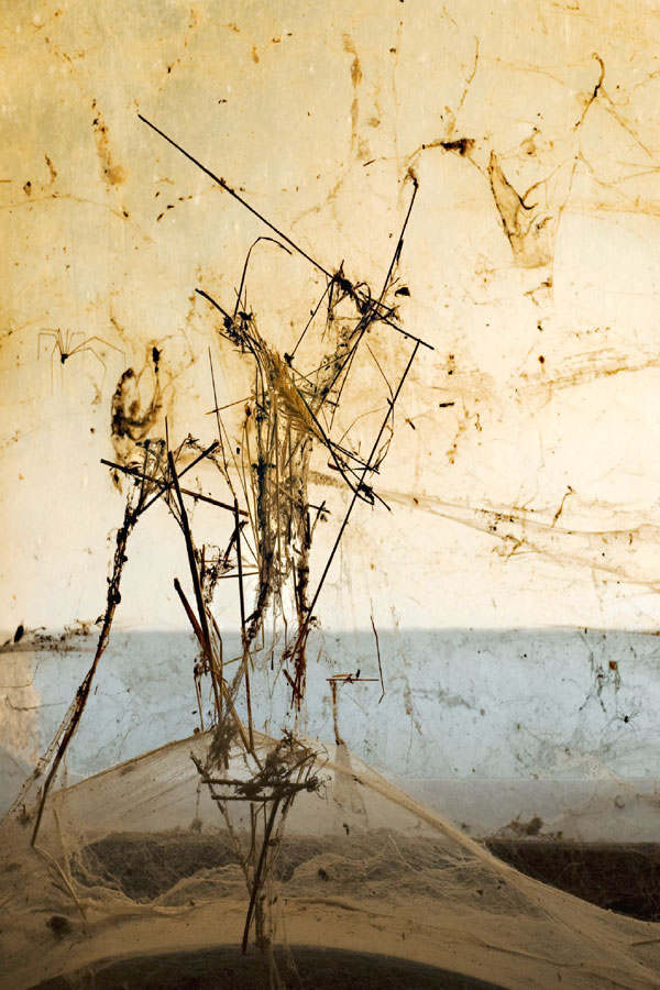  Echassiers à la Klee 