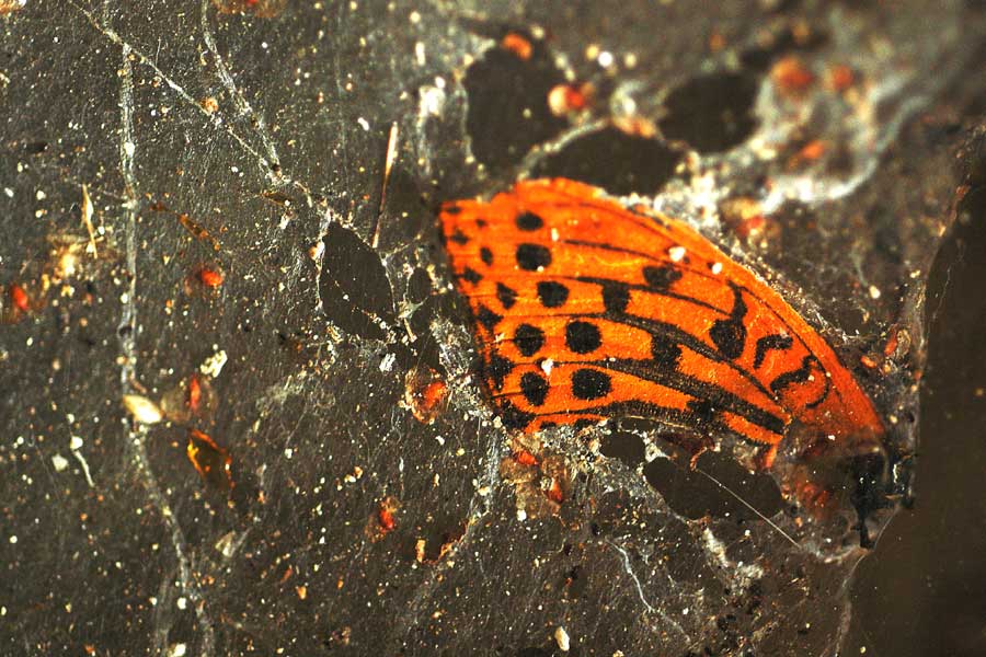  Composition orange I 