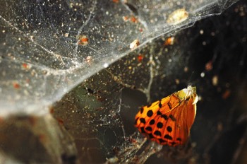  Composition orange II 