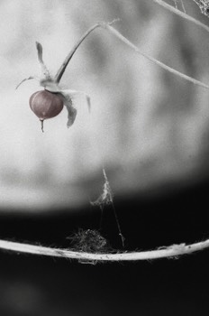  Déhiscence 