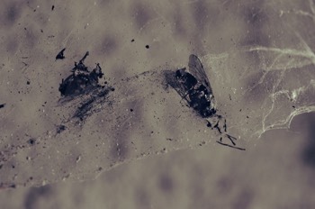  Reliefs 