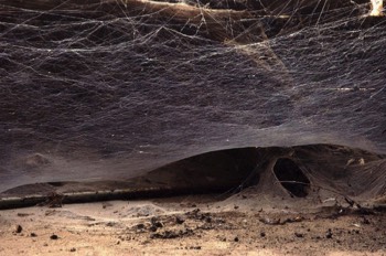 Dune 