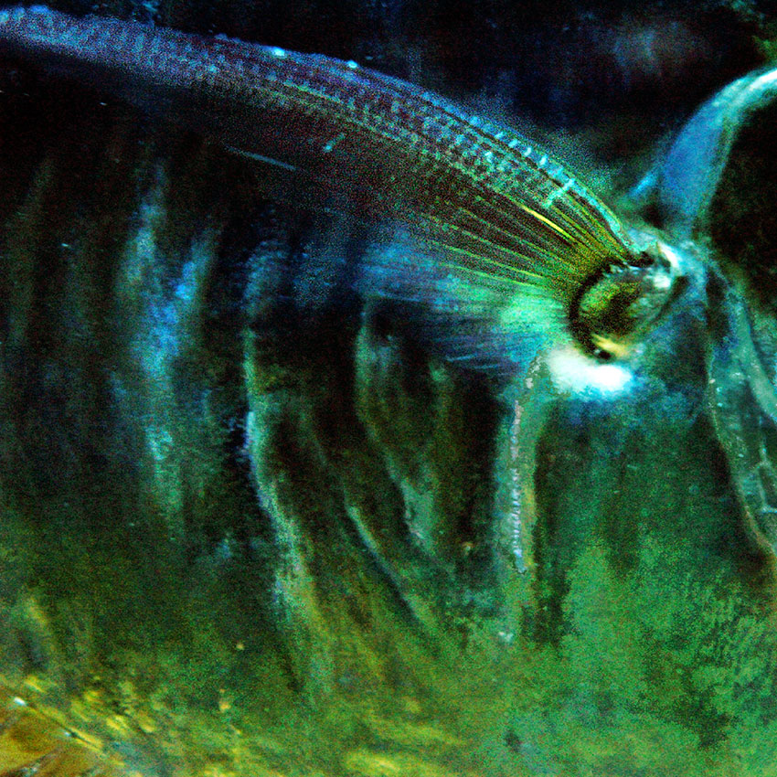  Bestiole à la Redon 