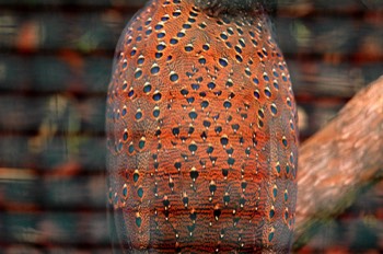  Aviaire 