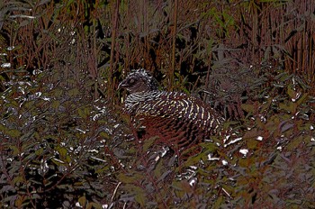  Camouflage 